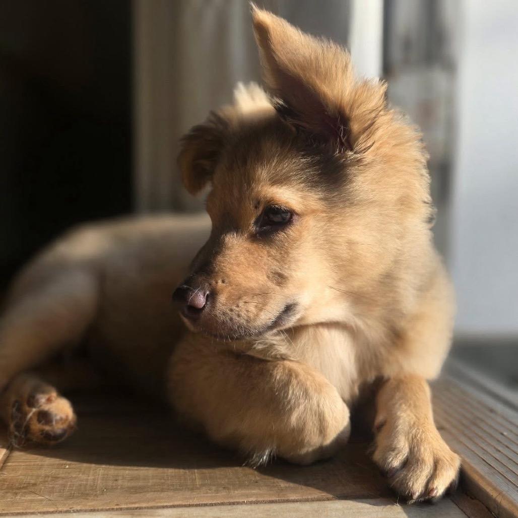 Enlarge Little Bear, a Adoptable Shepherd in Fort Lauderdale, FL image 5/6