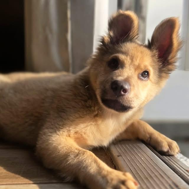 Enlarge Little Bear, a Adoptable Shepherd in Fort Lauderdale, FL image 6/6