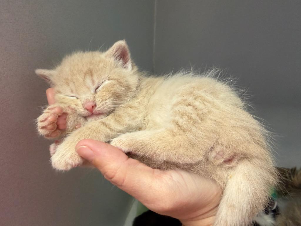 Kakamora, Adoptable, Kitten Male Domestic Short Hair.