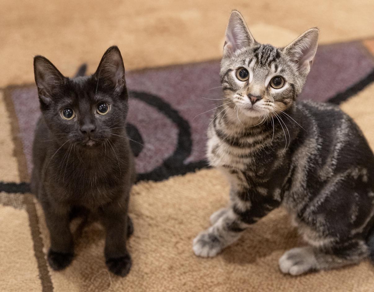 Larry (M) and Simona (F), a ADOPTABLE Domestic Short Hair in Leesburg, VA image 5/6