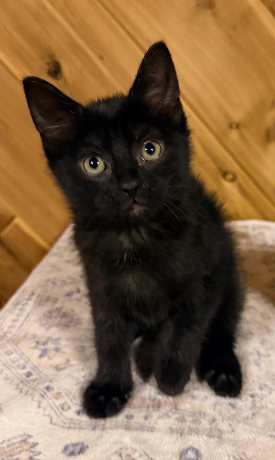 Enlarge Larry (M) and Simona (F), a ADOPTABLE Domestic Short Hair in Leesburg, VA image 5/5