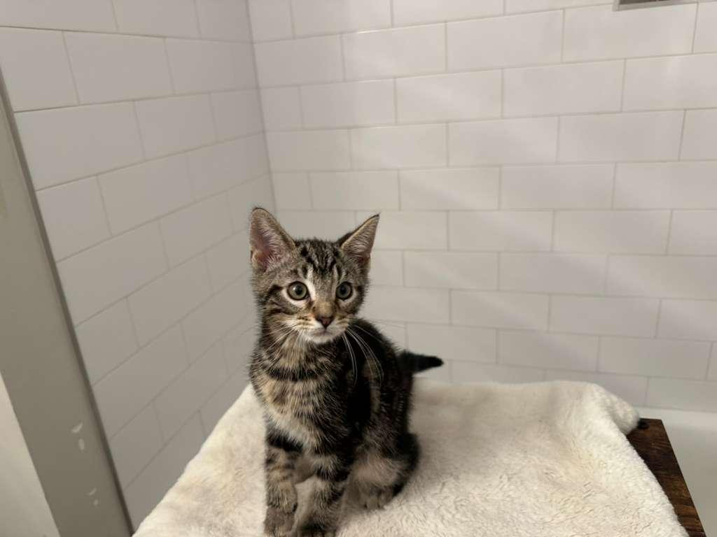 Enlarge Larry (M) and Simona (F), a ADOPTABLE Domestic Short Hair in Leesburg, VA image 3/5