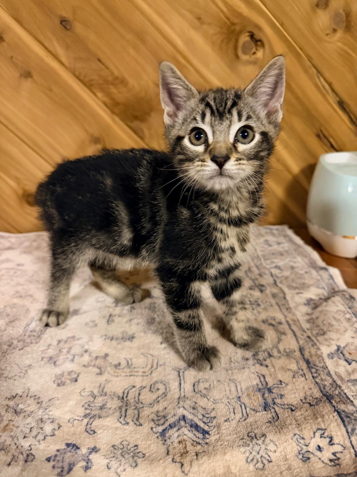 Enlarge Larry (M) and Simona (F), a ADOPTABLE Domestic Short Hair in Leesburg, VA image 4/5