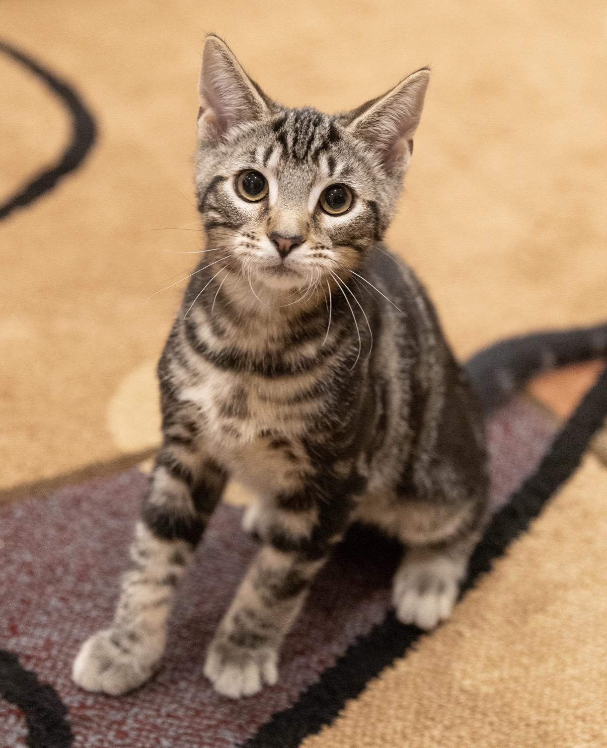 Larry (M) and Simona (F), a ADOPTABLE Domestic Short Hair in Leesburg, VA image 3/6