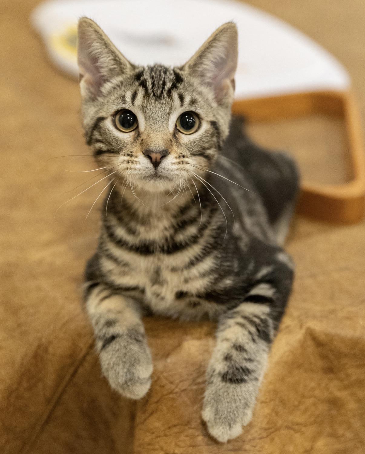 Larry (M) and Simona (F), a ADOPTABLE Domestic Short Hair in Leesburg, VA image 2/6