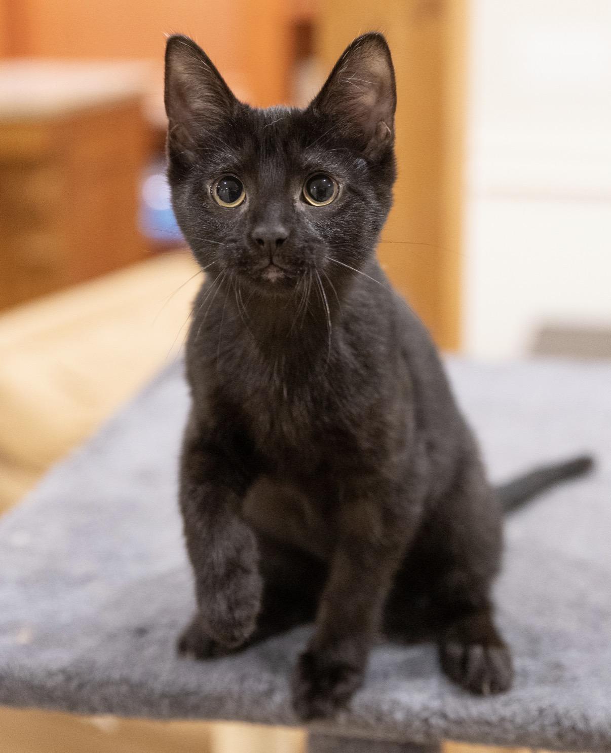 Larry (M) and Simona (F), a ADOPTABLE Domestic Short Hair in Leesburg, VA image 6/6