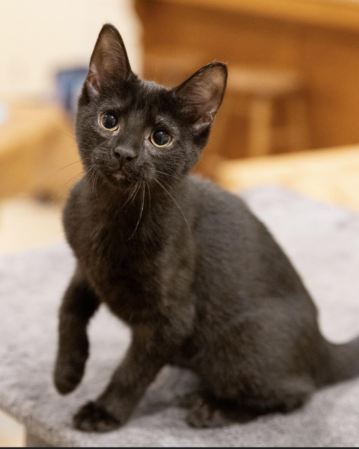 Larry (M) and Simona (F), a ADOPTABLE Domestic Short Hair in Leesburg, VA image 4/6