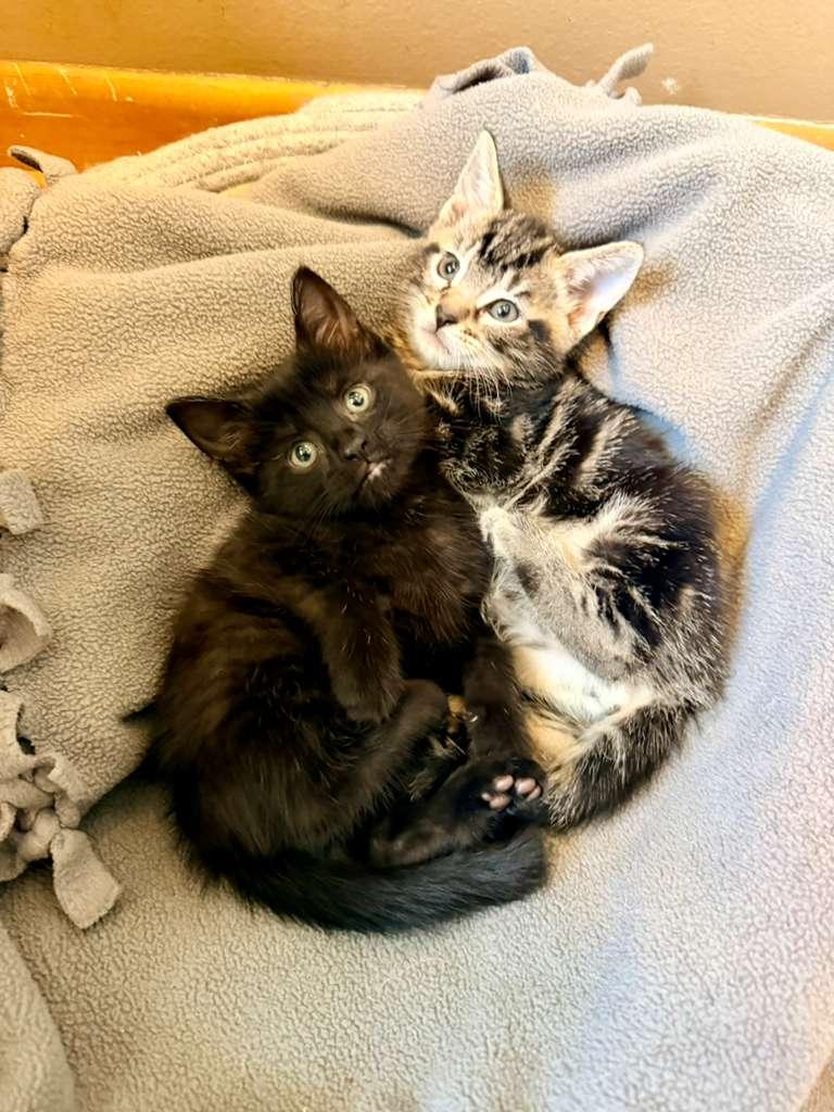 Larry (M) and Simona (F), ADOPTABLE, Kitten Male Domestic Short Hair.