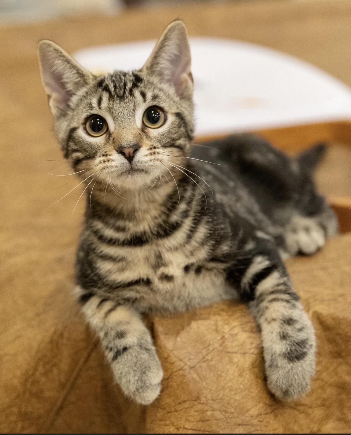 Larry (M) and Simona (F), a ADOPTABLE Domestic Short Hair in Leesburg, VA image 1/6