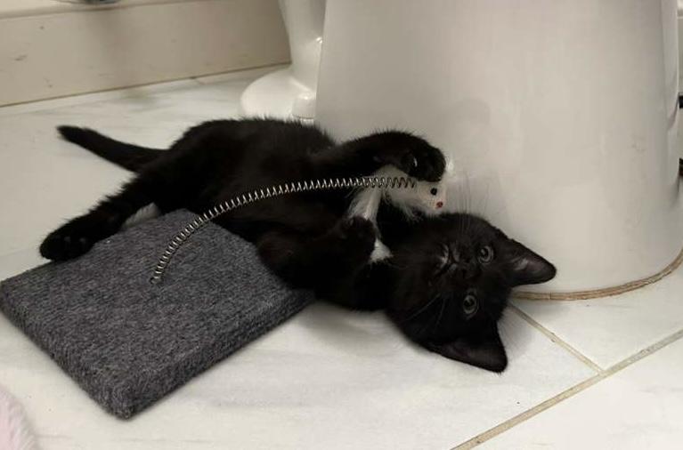 Enlarge Larry (M) and Simona (F), a ADOPTABLE Domestic Short Hair in Leesburg, VA image 2/5
