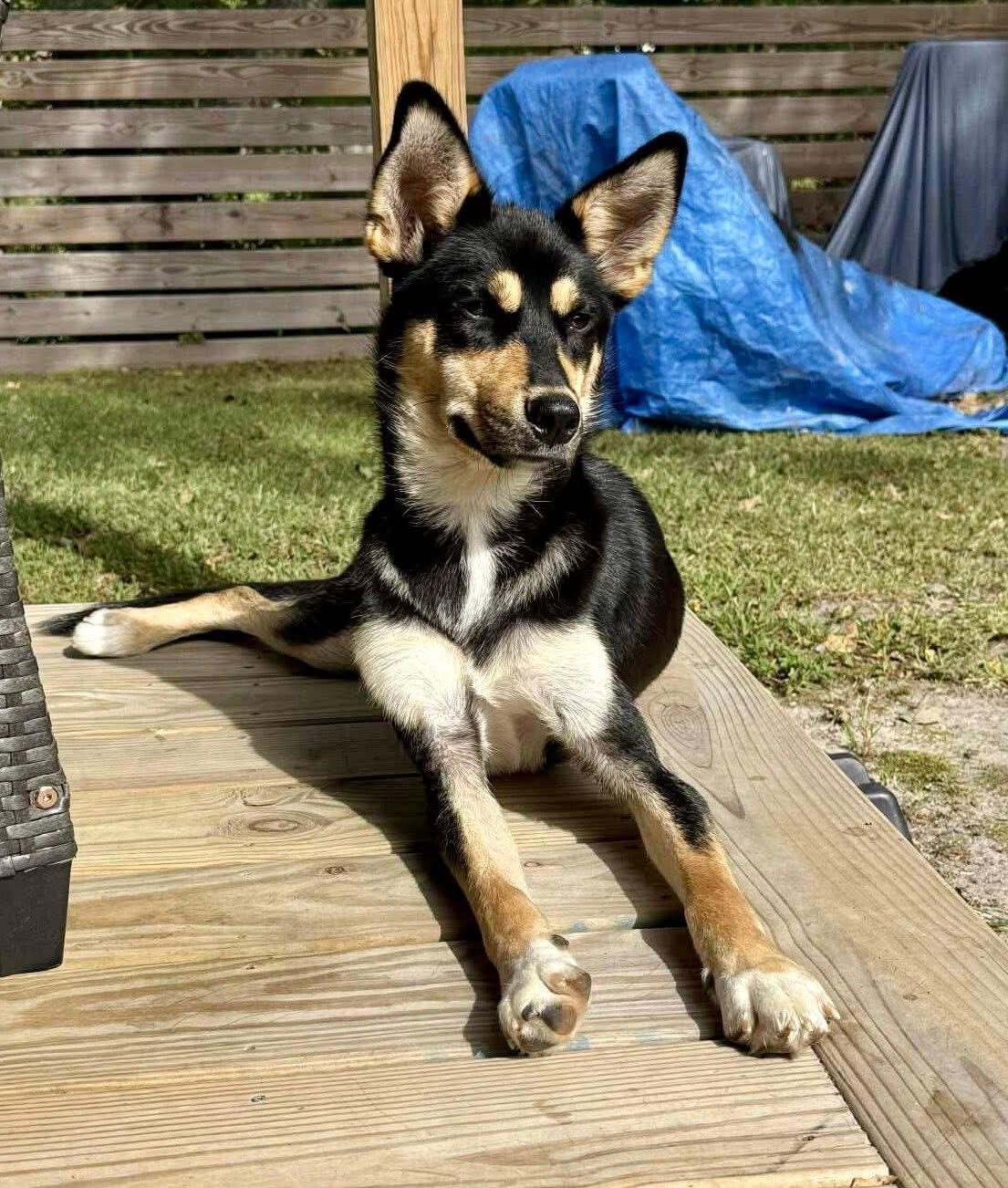 Enlarge Rocco, a Adoptable mixed breed in Yorktown, VA image 2/4