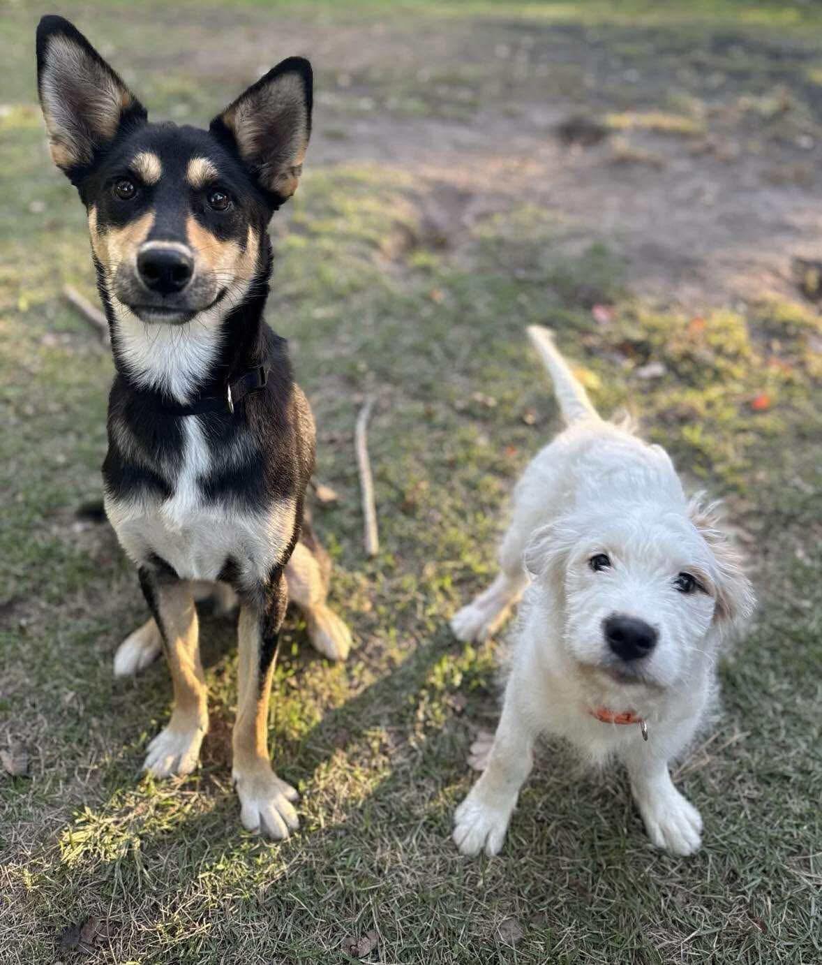 Rocco, Adoptable, Young Male German Shepherd Dog.