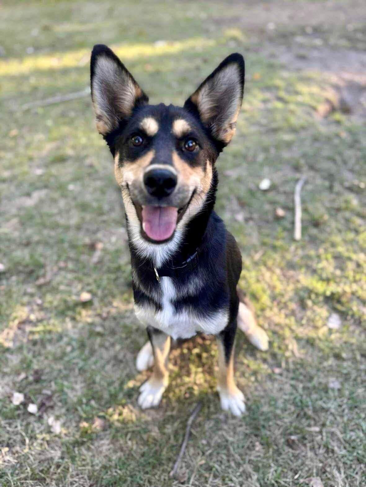 Enlarge Rocco, a Adoptable mixed breed in Yorktown, VA image 4/4