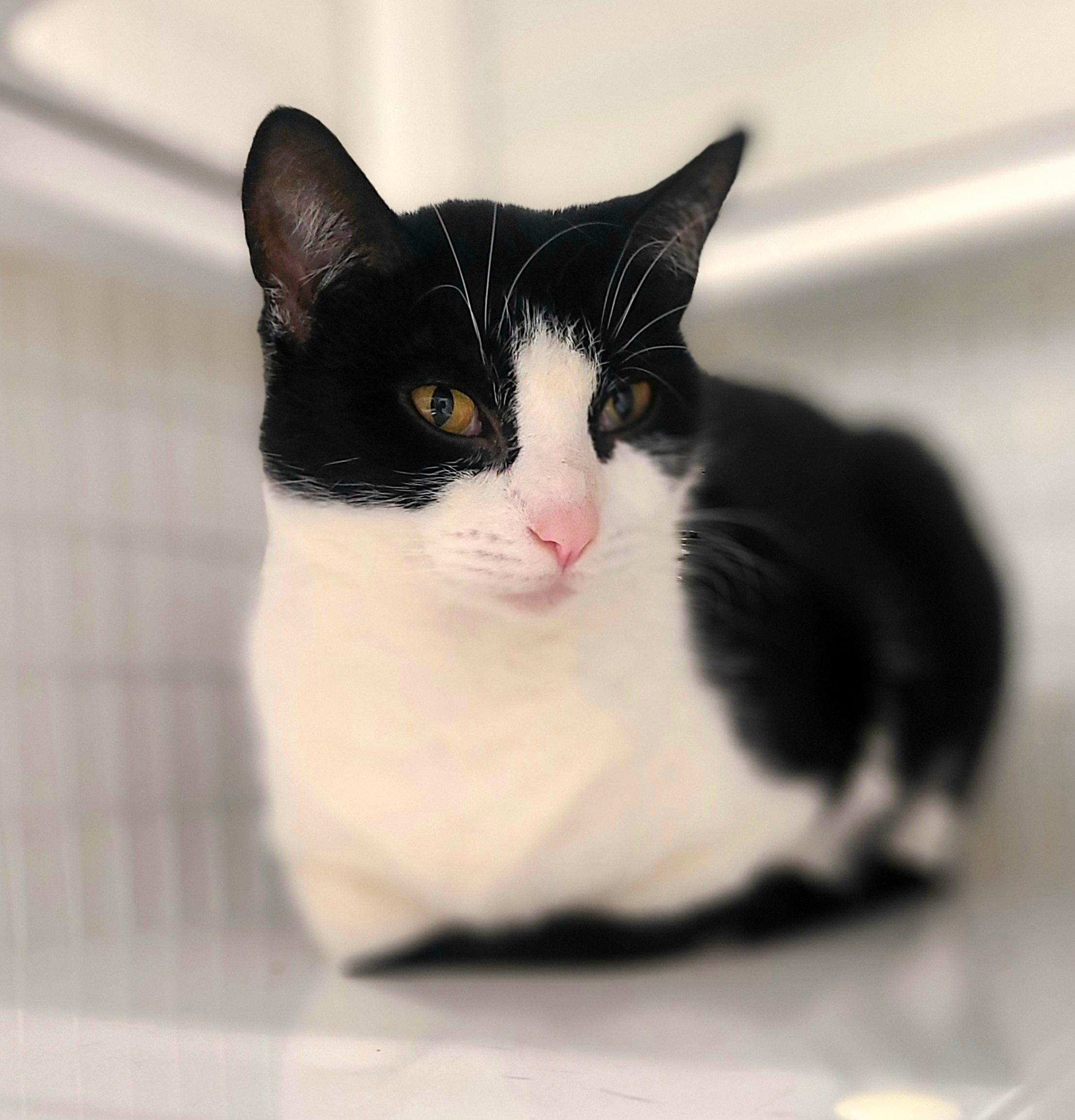 Itty Bitty, ADOPTABLE, Adult Female Domestic Short Hair.