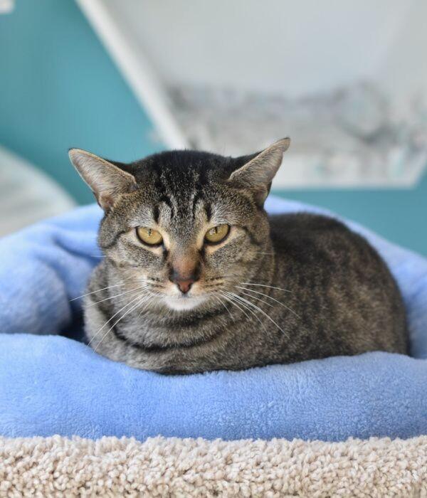 Enlarge Dolly, a Adoptable Domestic Short Hair in Marietta, GA image 2/6