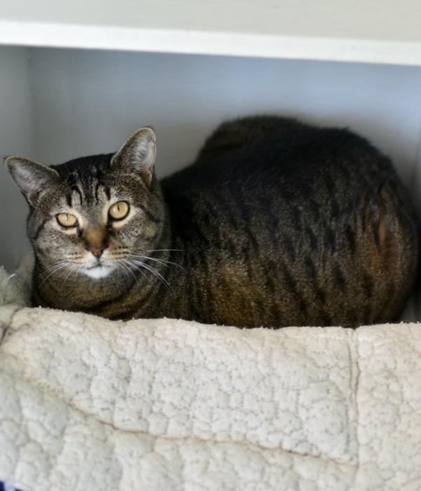 Enlarge Dolly, a Adoptable Domestic Short Hair in Marietta, GA image 3/6