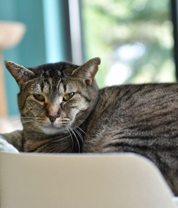 Enlarge Dolly, a Adoptable Domestic Short Hair in Marietta, GA image 4/6