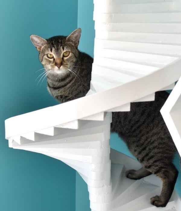 Enlarge Dolly, a Adoptable Domestic Short Hair in Marietta, GA image 5/6