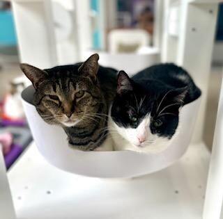 Enlarge Dolly, a Adoptable Domestic Short Hair in Marietta, GA image 6/6