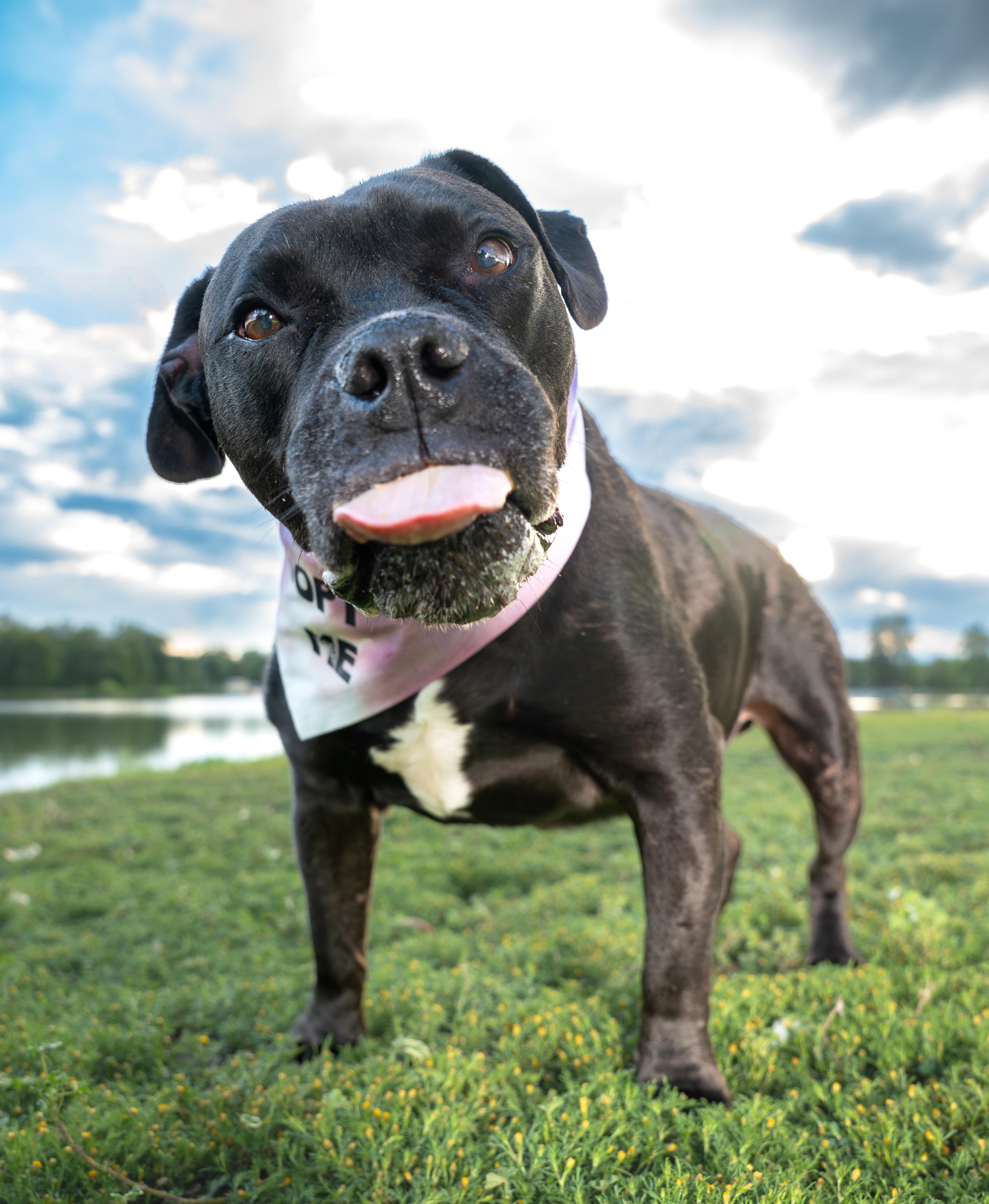 Brutus, Adoptable, Senior Male Pit Bull Terrier & Boxer.