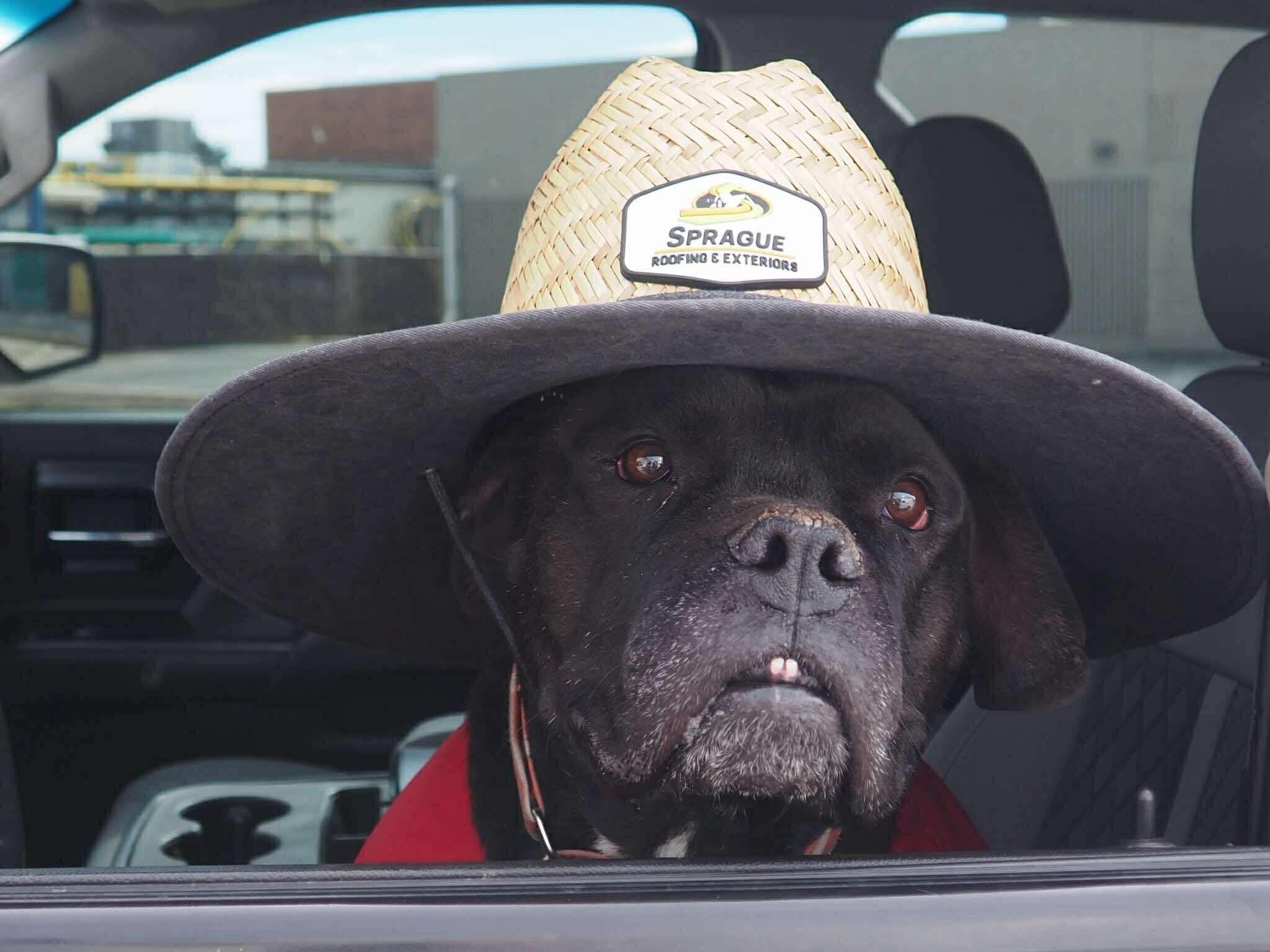 Enlarge Brutus, a Adoptable mixed breed in Windsor, CO image 1/6