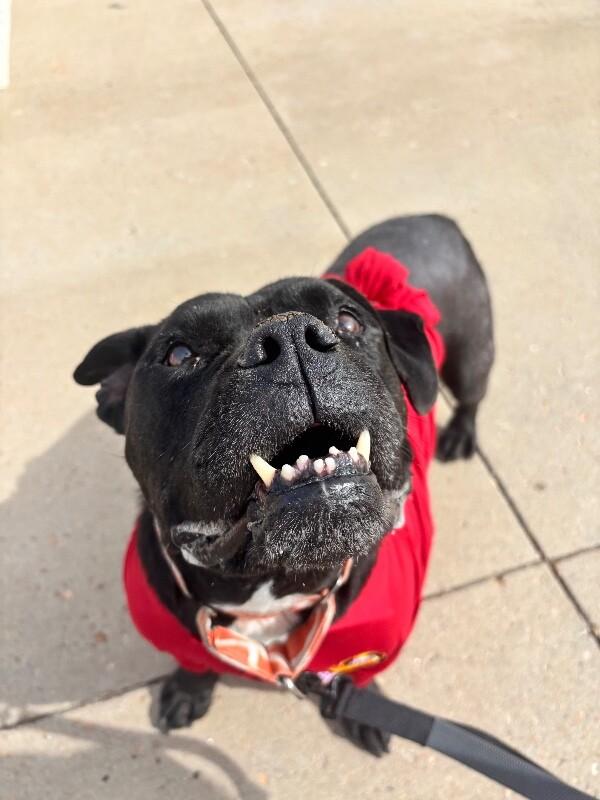 Enlarge Brutus, a Adoptable mixed breed in Windsor, CO image 1/6