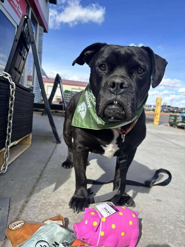 Enlarge Brutus, a Adoptable mixed breed in Windsor, CO image 2/6