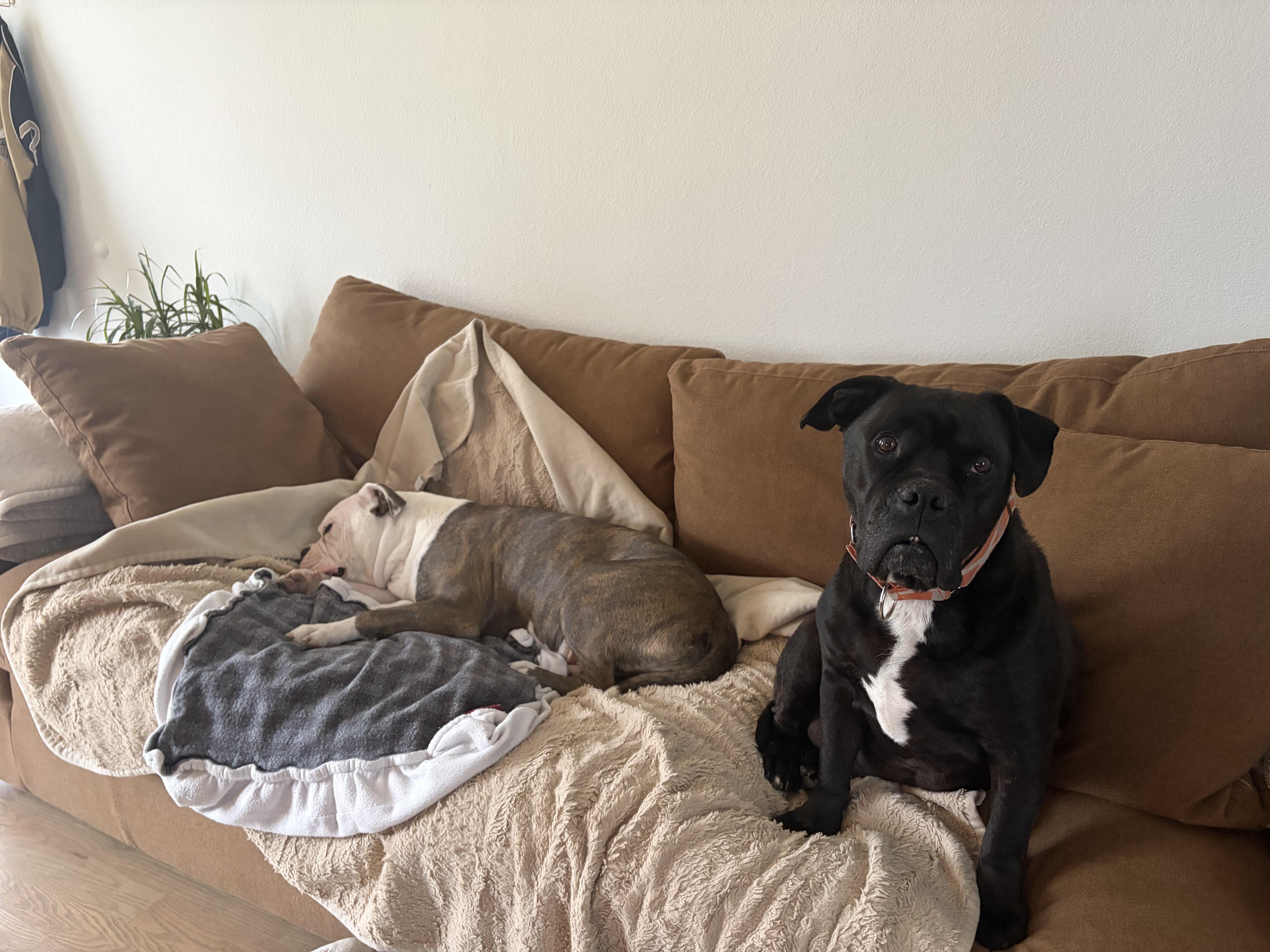 Brutus, Adoptable, Senior Male Pit Bull Terrier & Boxer.
