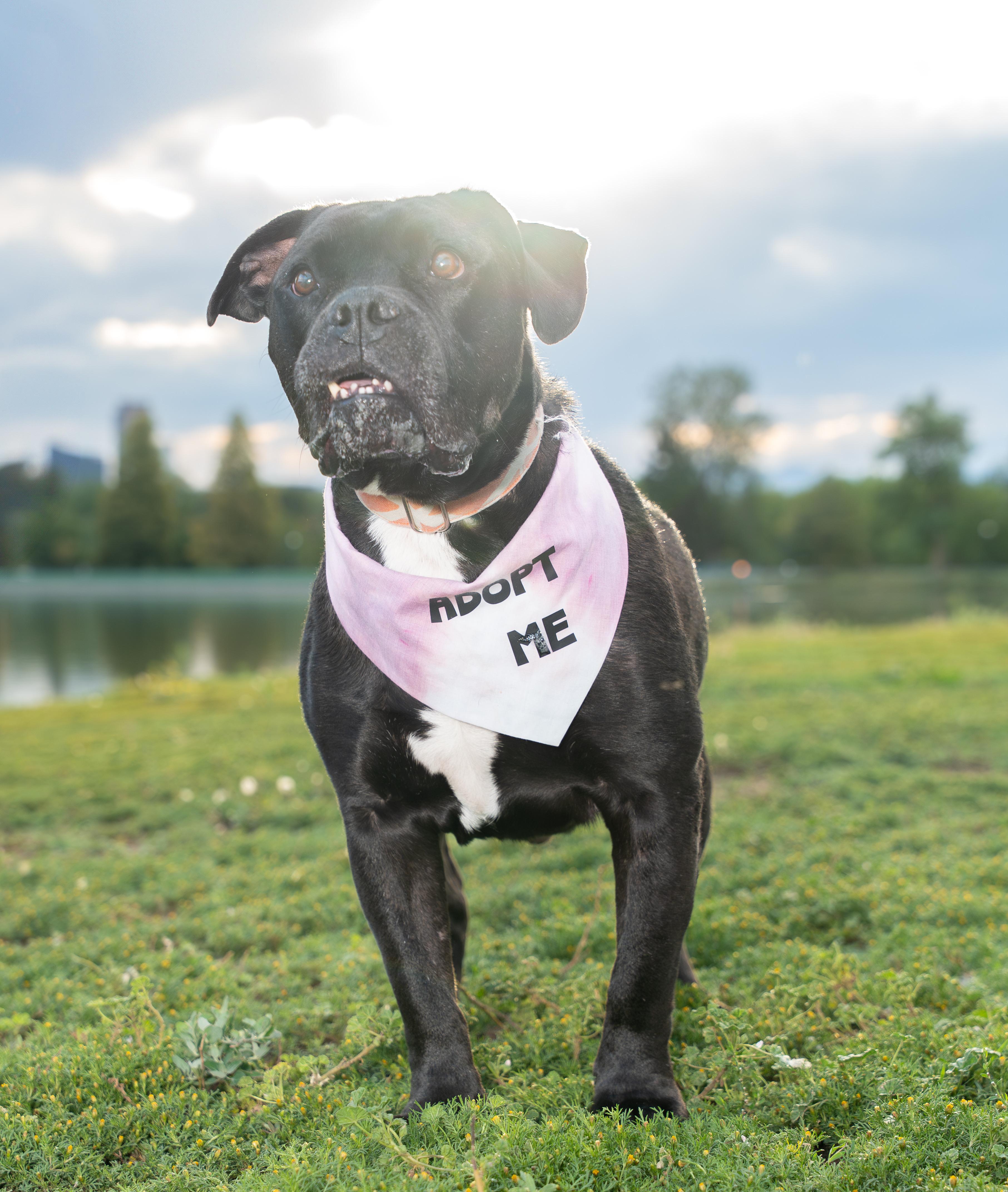 Brutus, a Adoptable mixed breed in Windsor, CO image 3/6