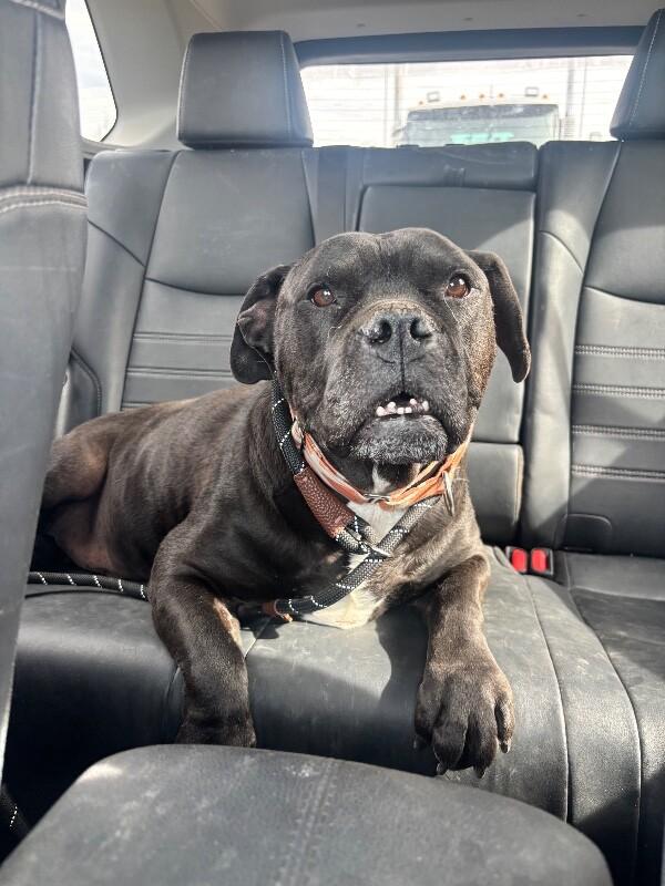 Enlarge Brutus, a Adoptable mixed breed in Windsor, CO image 3/6