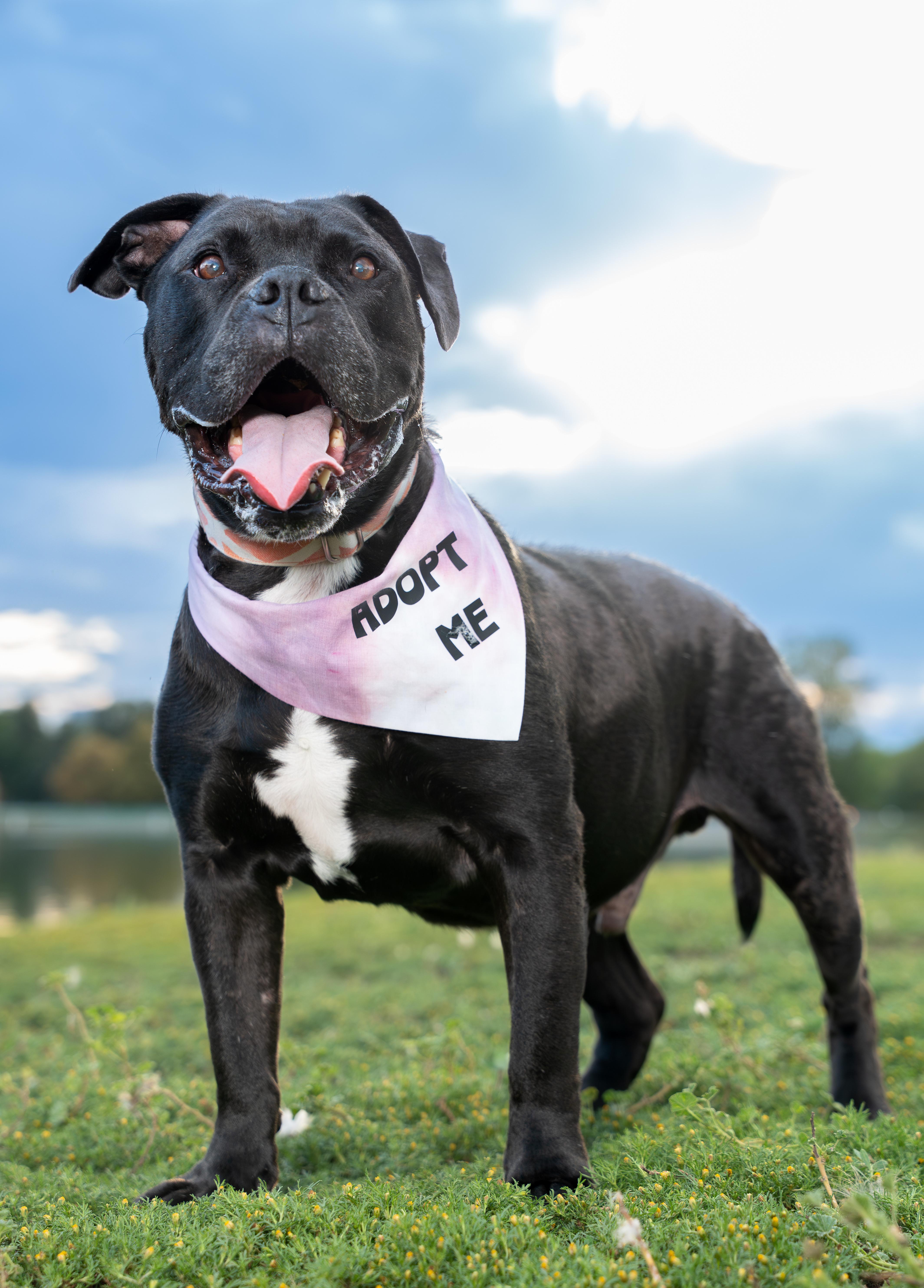 Brutus, a Adoptable mixed breed in Windsor, CO image 4/6
