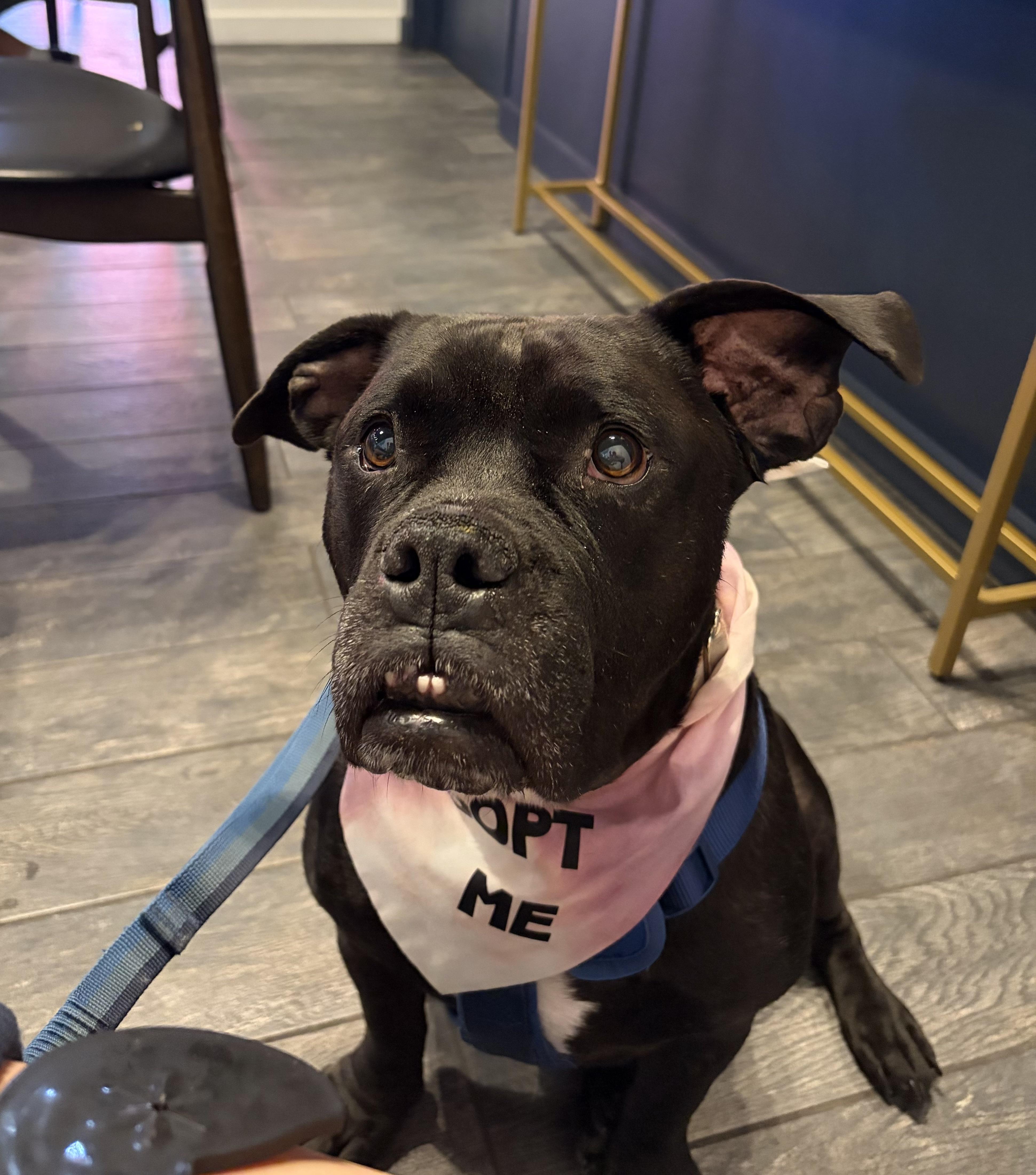 Enlarge Brutus, a Adoptable mixed breed in Windsor, CO image 3/6