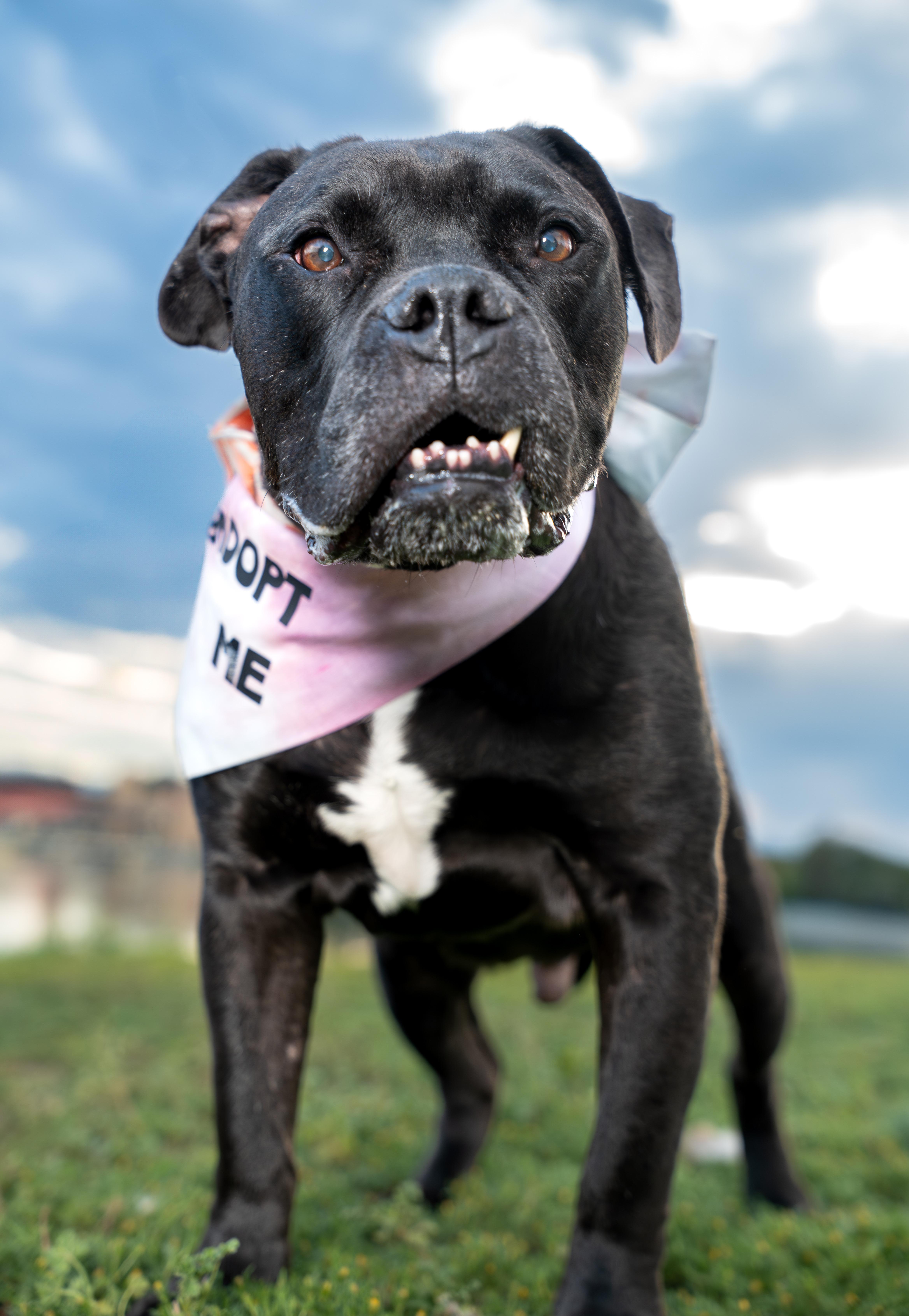 Brutus, a Adoptable mixed breed in Windsor, CO image 5/6