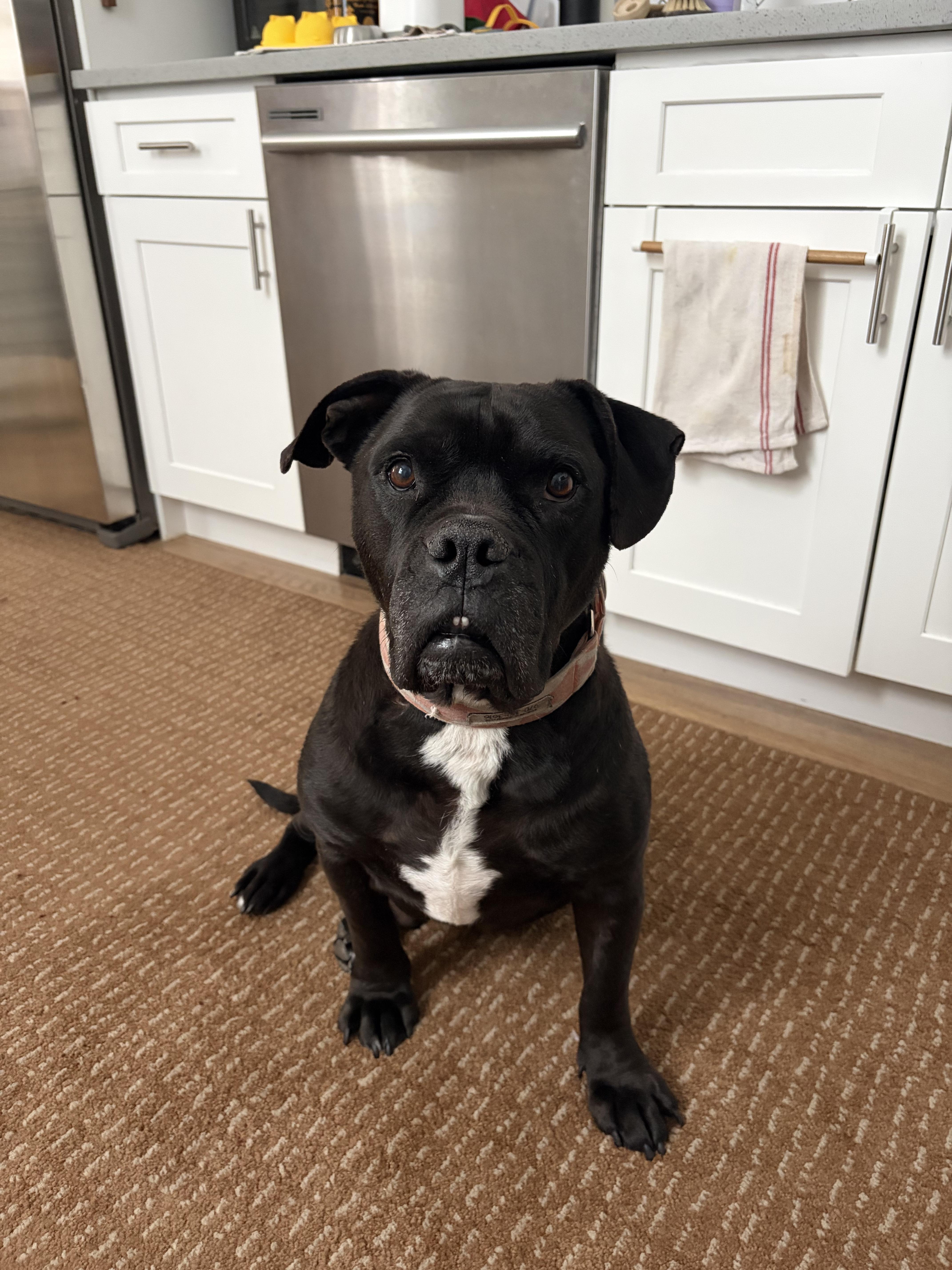 Brutus, a Adoptable mixed breed in Windsor, CO image 5/6
