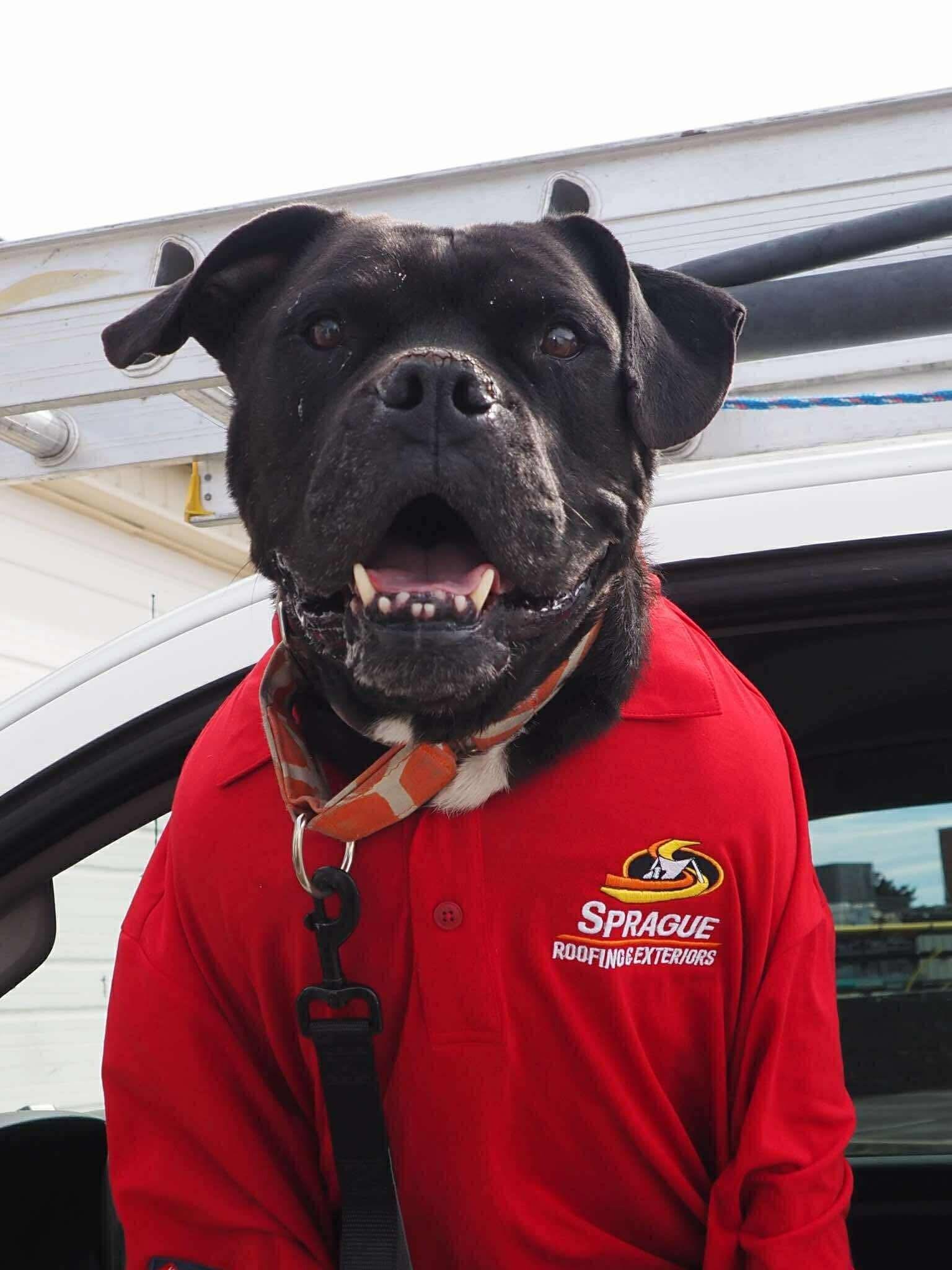 Enlarge Brutus, a Adoptable mixed breed in Windsor, CO image 5/6