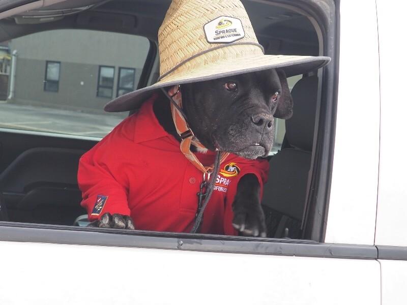 Enlarge Brutus, a Adoptable mixed breed in Windsor, CO image 6/6