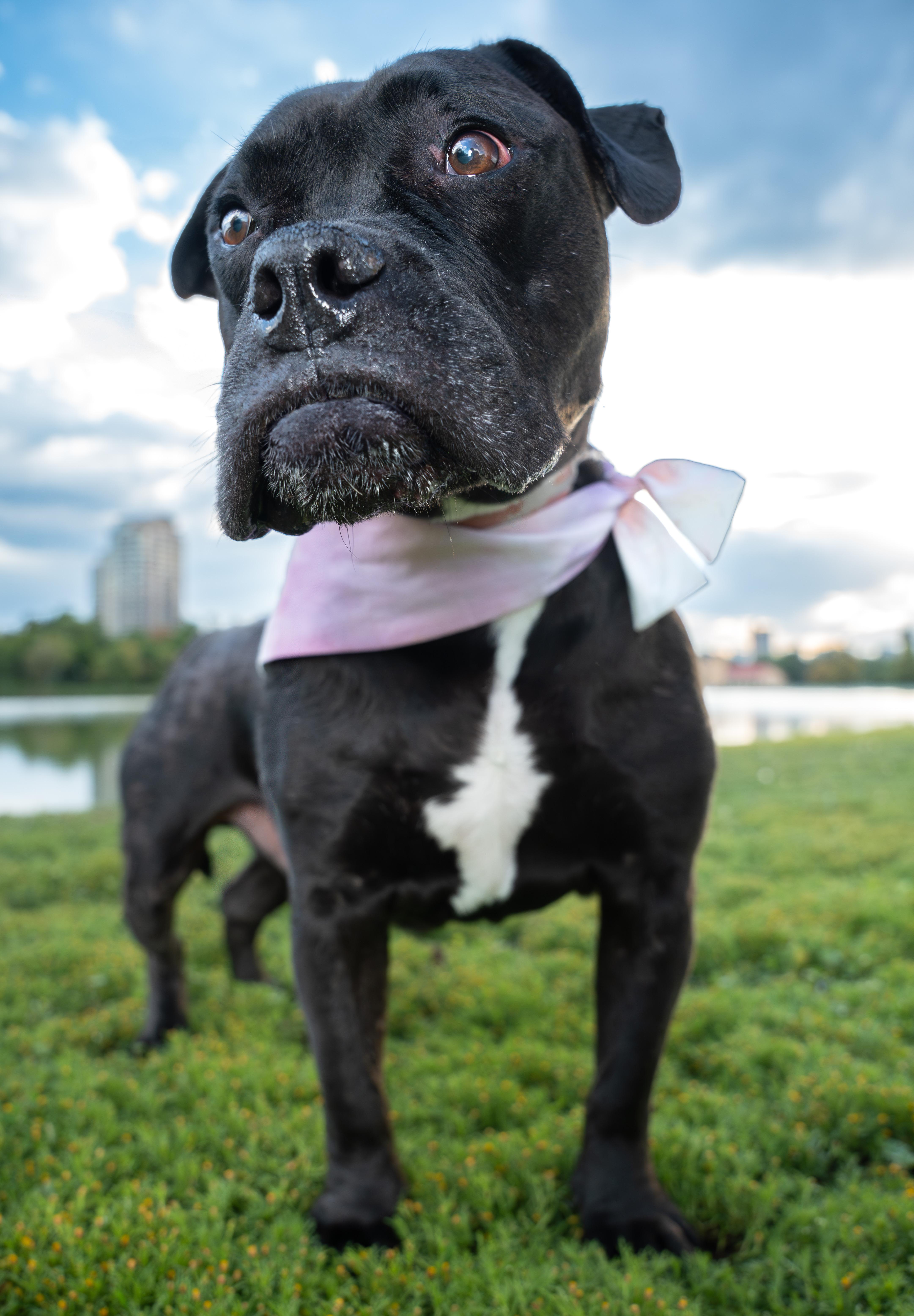Brutus, a Adoptable mixed breed in Windsor, CO image 6/6
