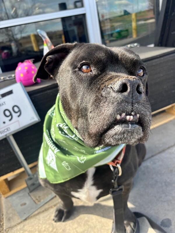 Enlarge Brutus, a Adoptable mixed breed in Windsor, CO image 6/6