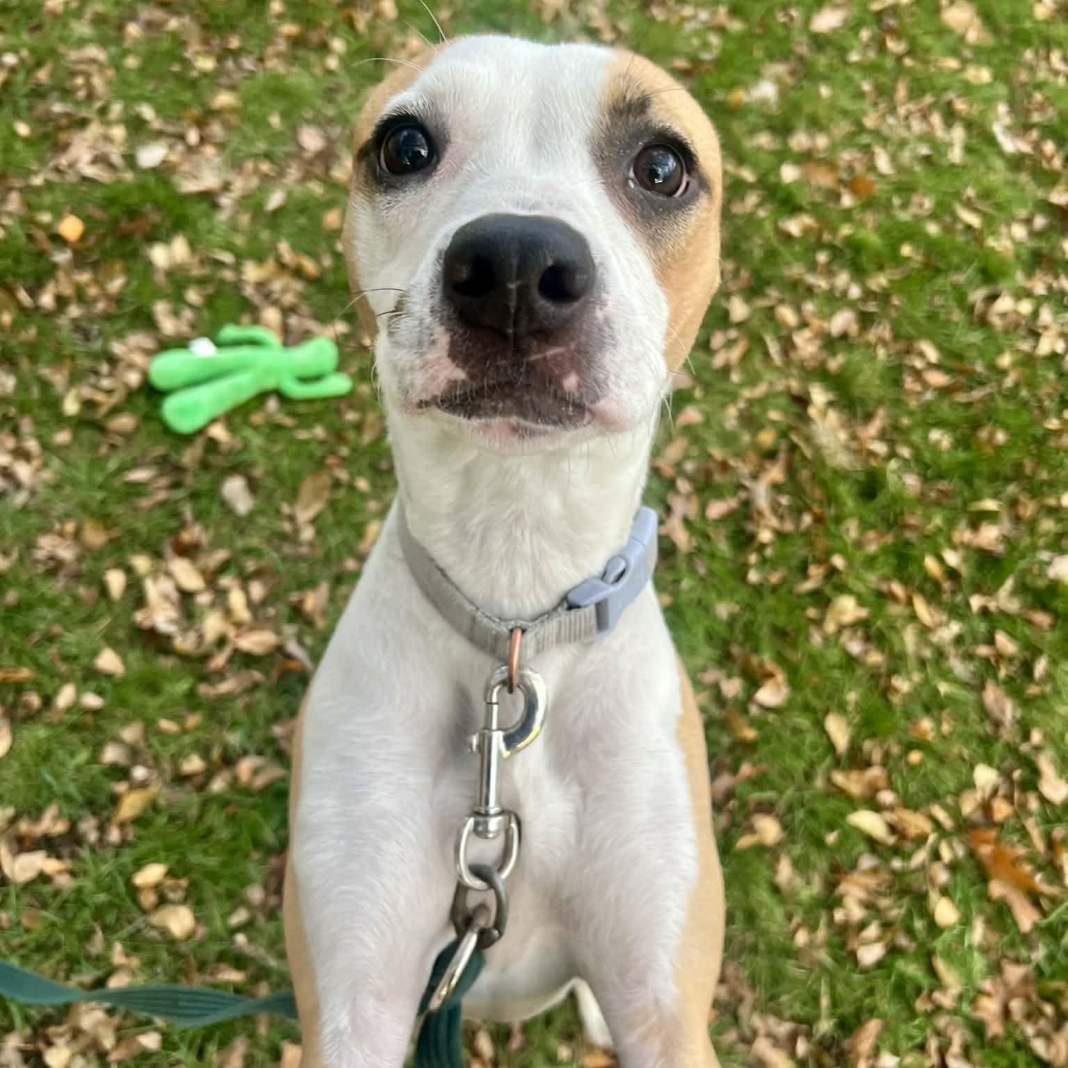 Enlarge Lola, a Adoptable mixed breed in Williston, VT image 6/6