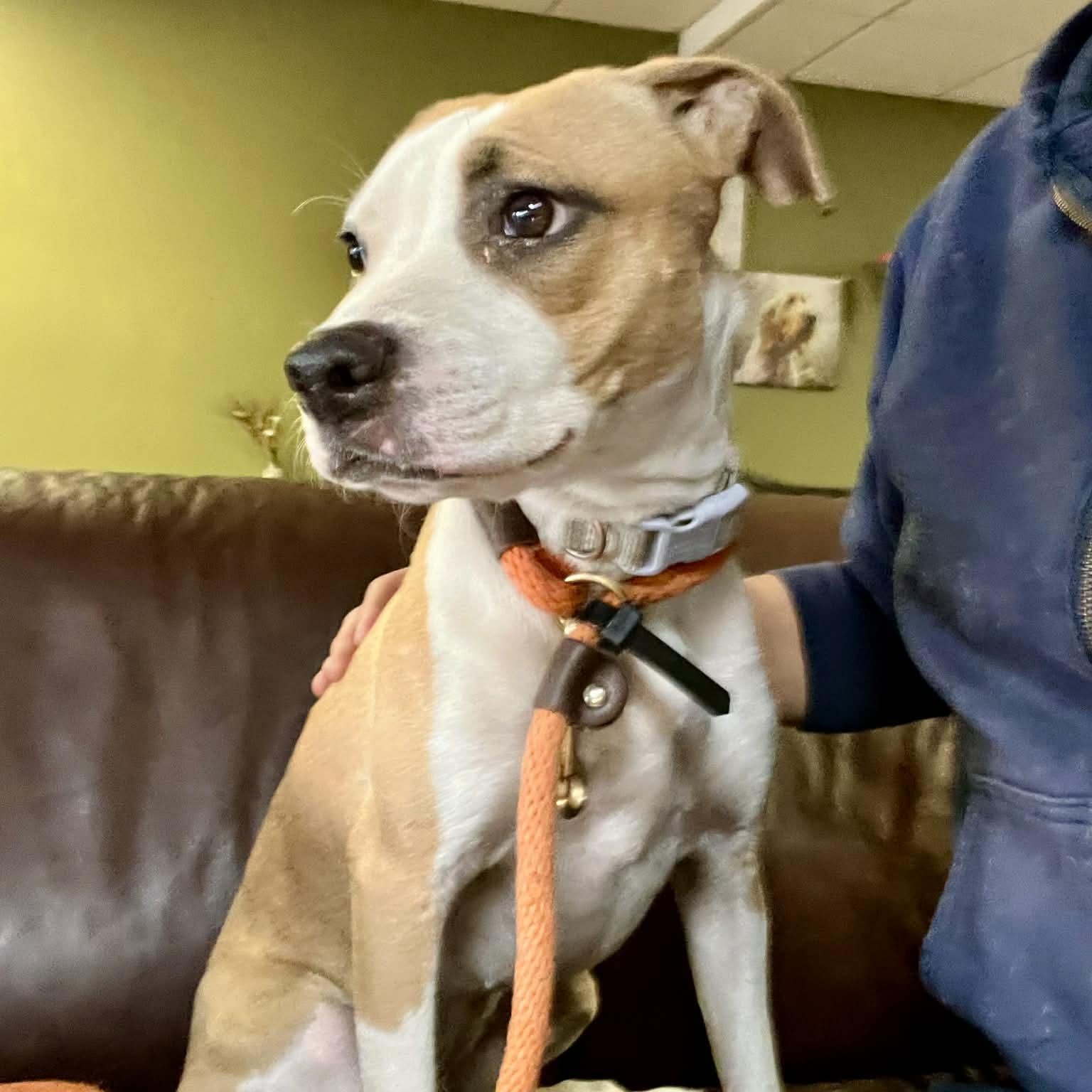 Enlarge Lola, a Adoptable mixed breed in Williston, VT image 5/6