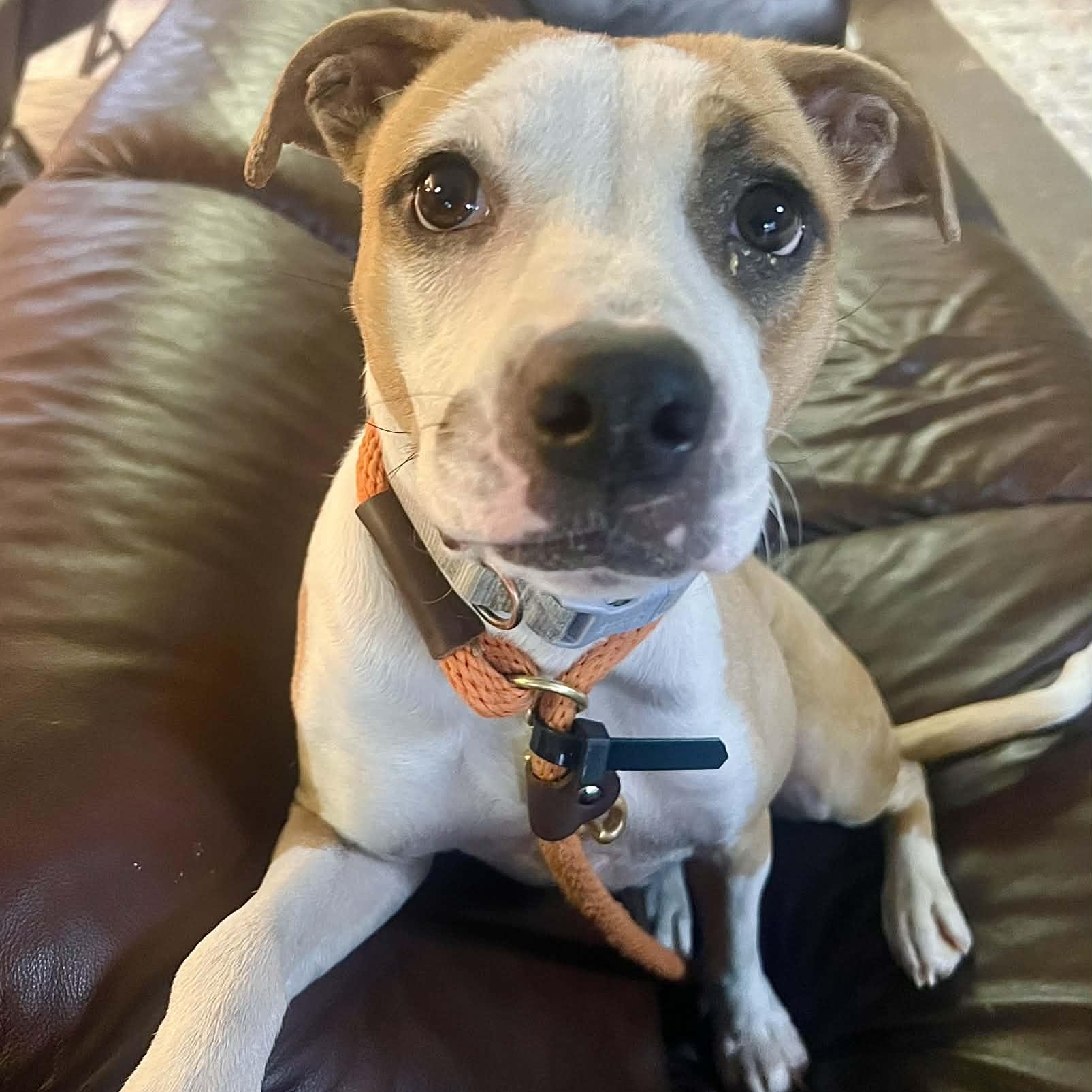 Enlarge Lola, a Adoptable mixed breed in Williston, VT image 1/6