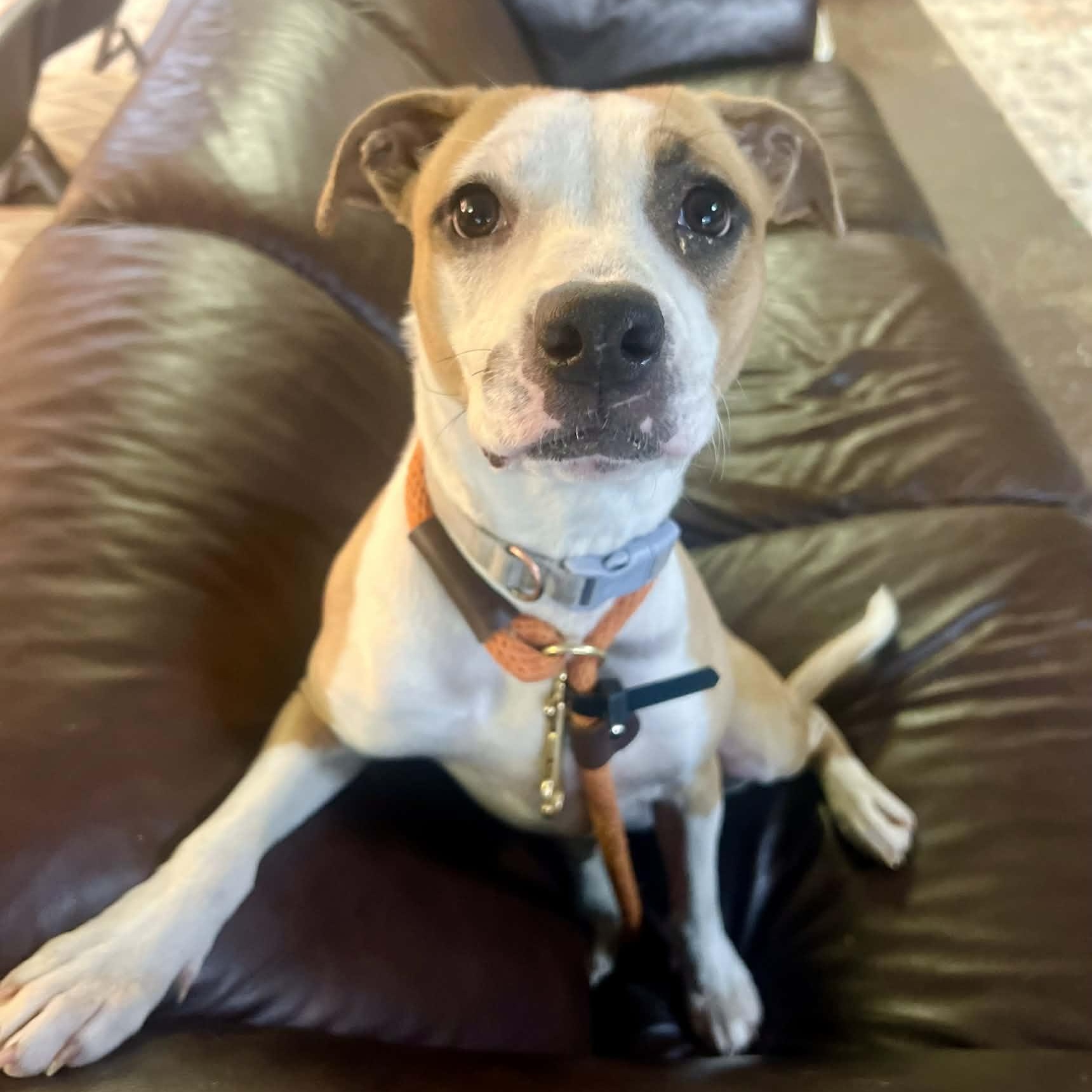 Enlarge Lola, a Adoptable mixed breed in Williston, VT image 4/6