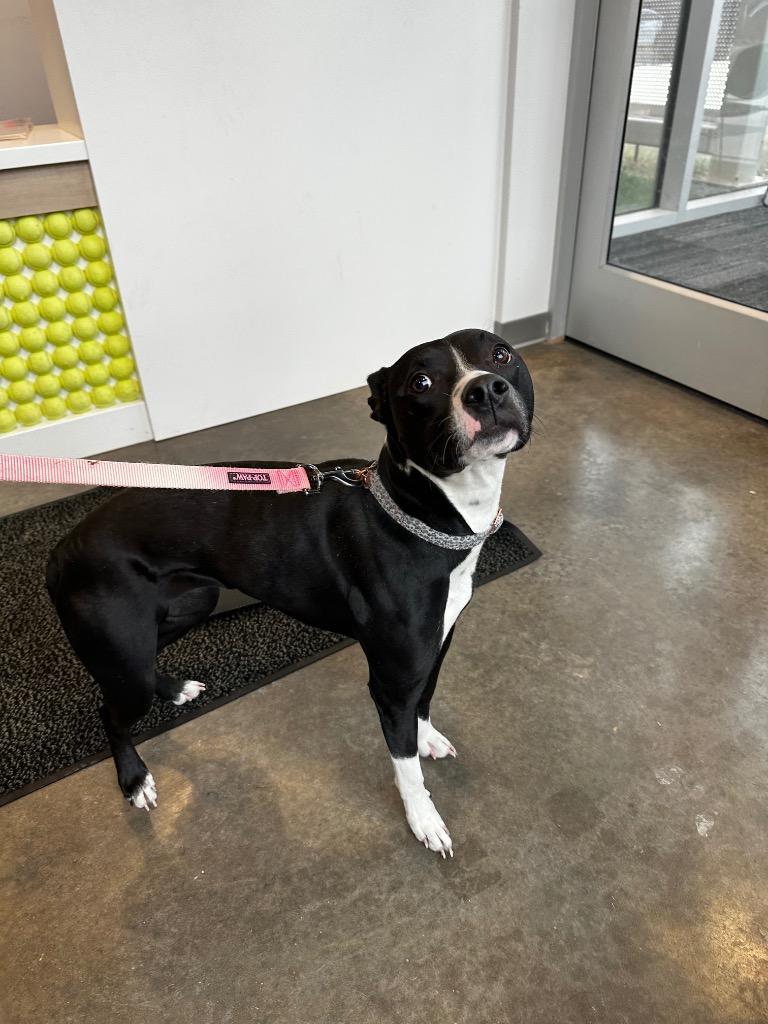 Molly, Adoptable, Young Female American Staffordshire Terrier.