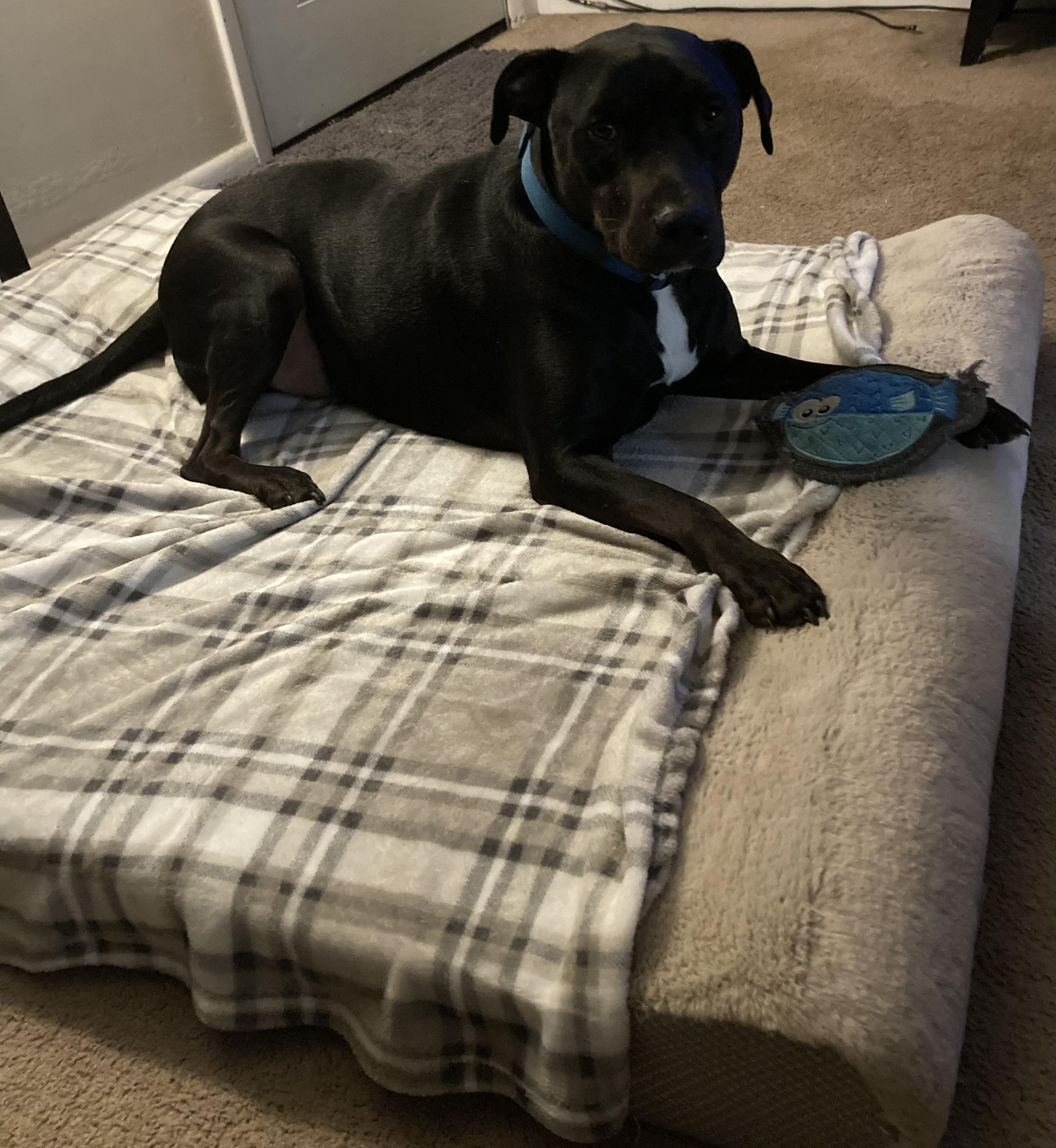 Sawyer, Adoptable, Adult Male Black Labrador Retriever & Pit Bull Terrier.