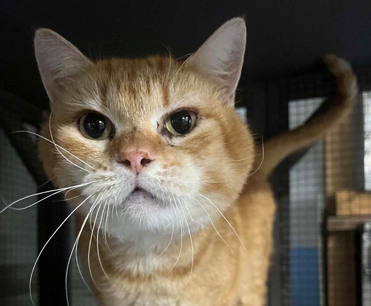 Enlarge CHEDDAR, a ADOPTABLE Domestic Short Hair in Pegram, TN image 3/3