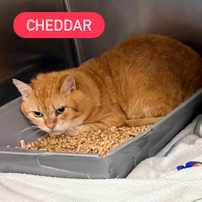 CHEDDAR, ADOPTABLE, Senior Male Domestic Short Hair.