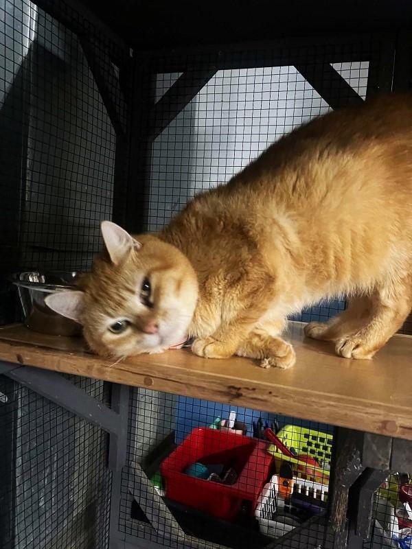 Enlarge CHEDDAR, a ADOPTABLE Domestic Short Hair in Pegram, TN image 1/3