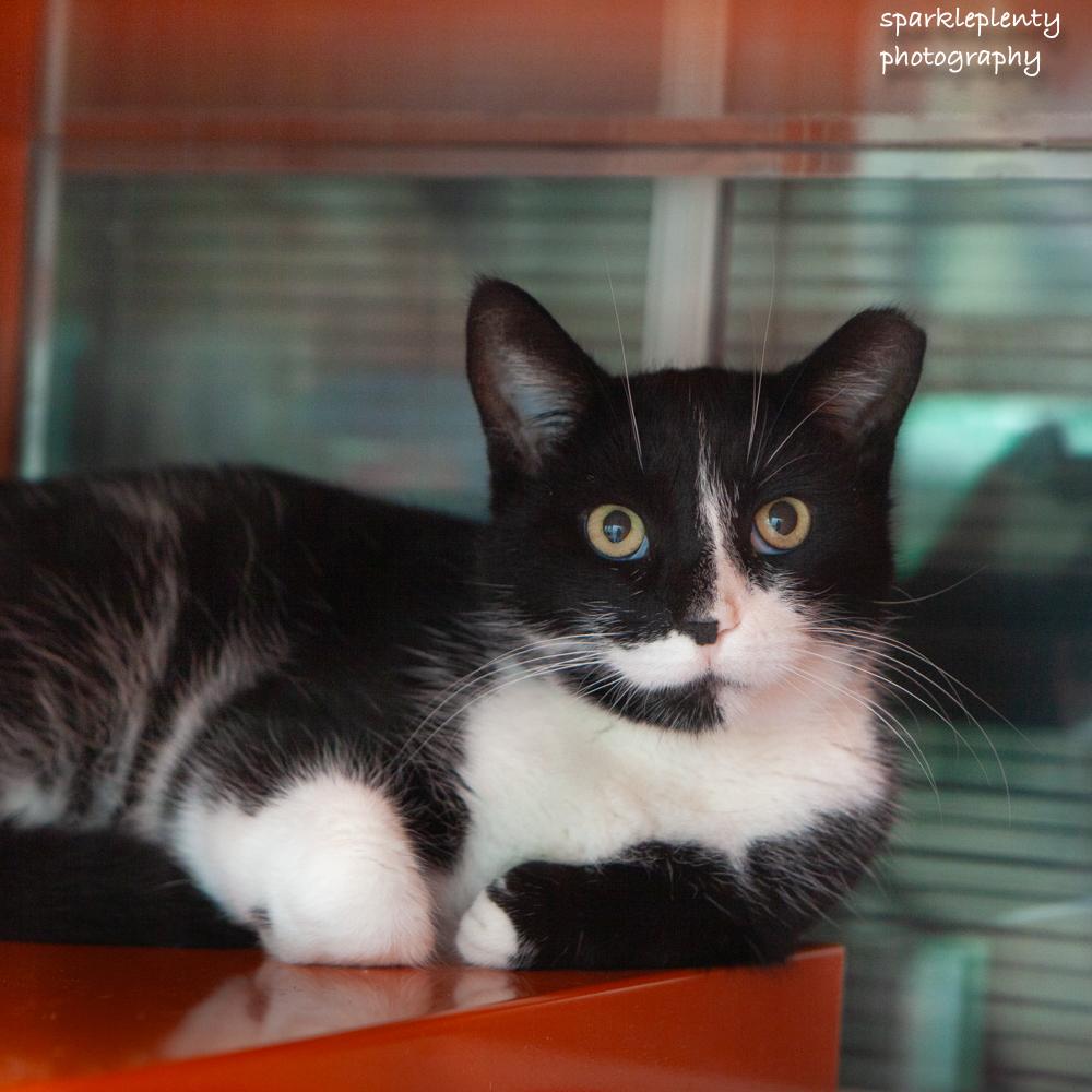 Enlarge Squeezebox, an adoptable Domestic Short Hair in Ridgefield, CT image 1/2