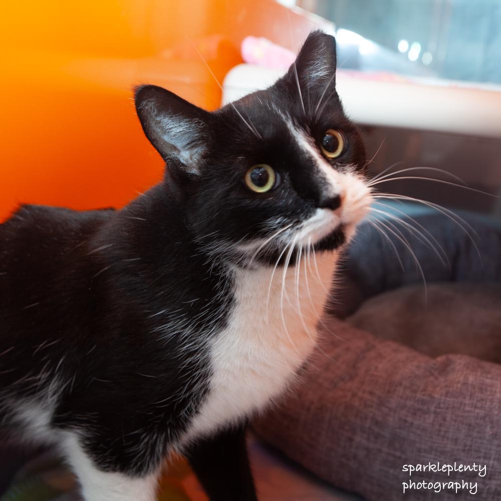 Enlarge Squeezebox, an adoptable Domestic Short Hair in Ridgefield, CT image 2/2