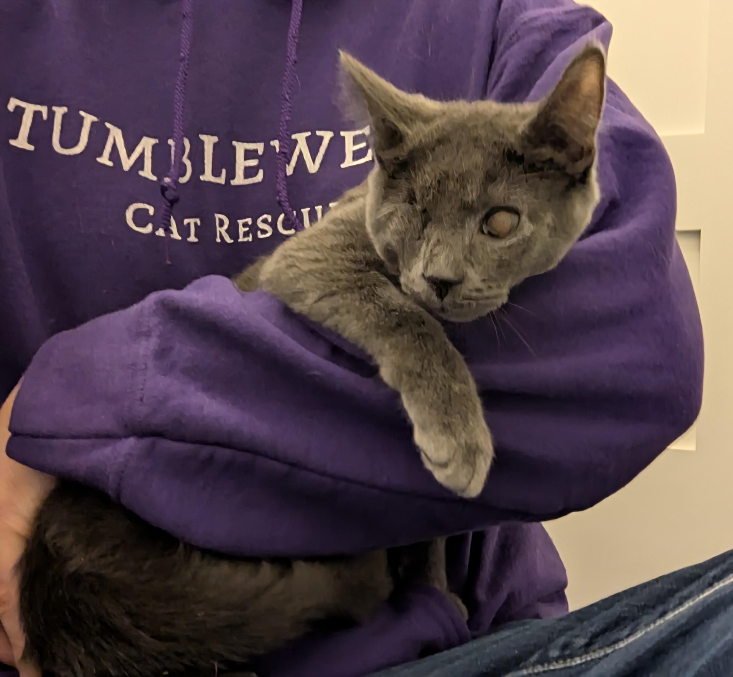 Enlarge Colonel Mustard , a Adoptable mixed breed in West Richland, WA image 6/6